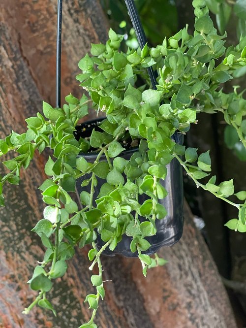 String Succulents that Hang 6