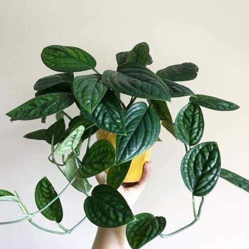 Houseplants that Look Like Pothos 8