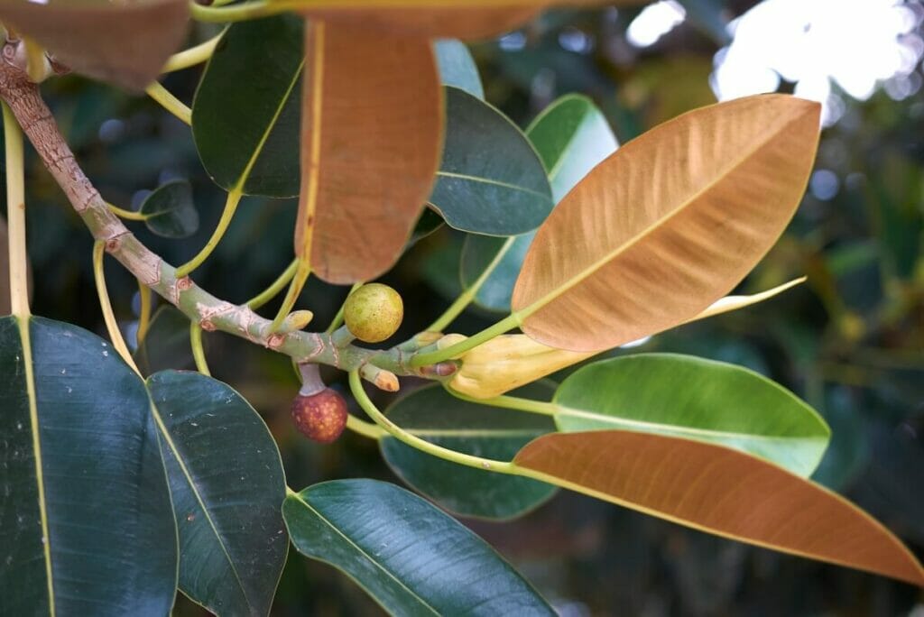 Moreton Bay Fig (Ficus macrophylla)