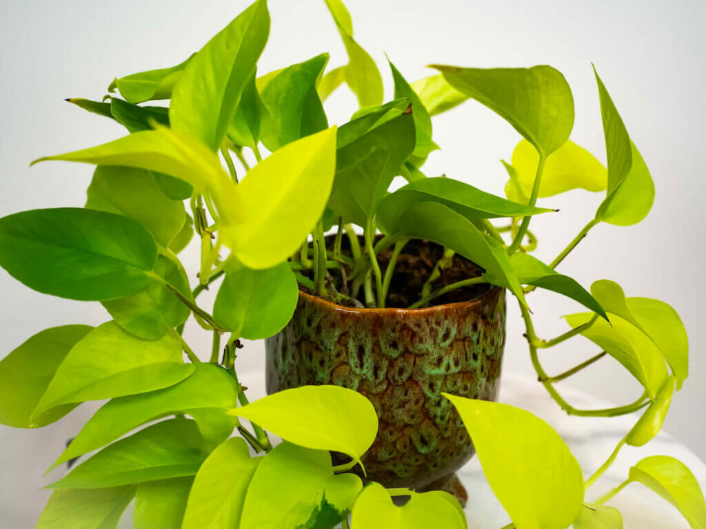 Neon Pothos Plant