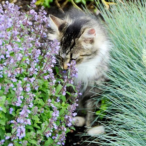 46 Best Cat Garden Plants | Cat Friendly Indoor Plants 7