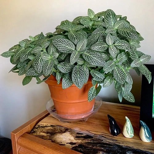 Cold Tolerant Indoor Plants 21