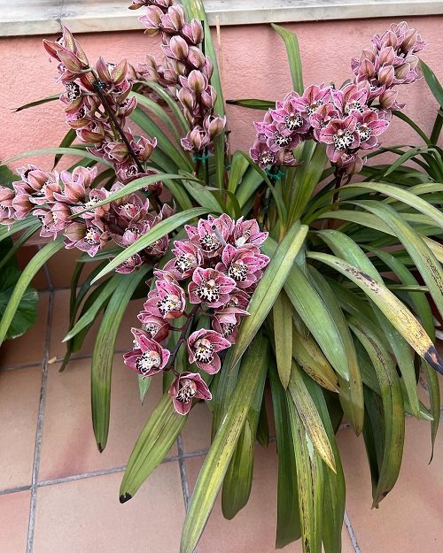 Best Cymbidium Orchid Varieties 3