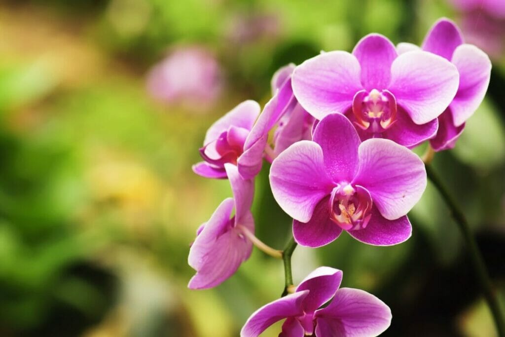 Orchids