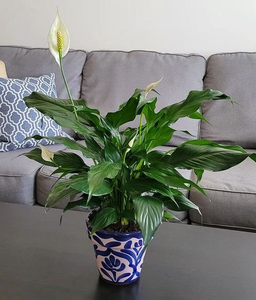 Houseplants that Reduce Dust and Particulate Matter 4