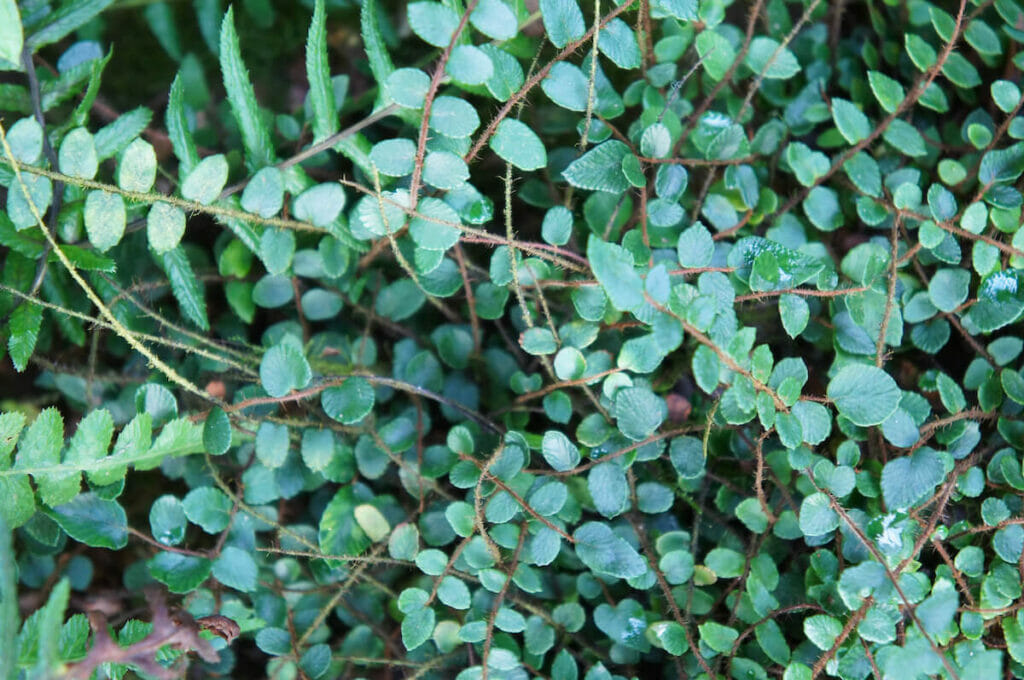 Pellaea rotundifolia or button fern green