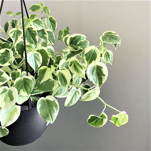 Houseplants that Look Like Pothos 7