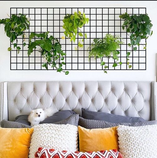 Intelligent Tips to Vine Trailing Houseplants on Walls 8