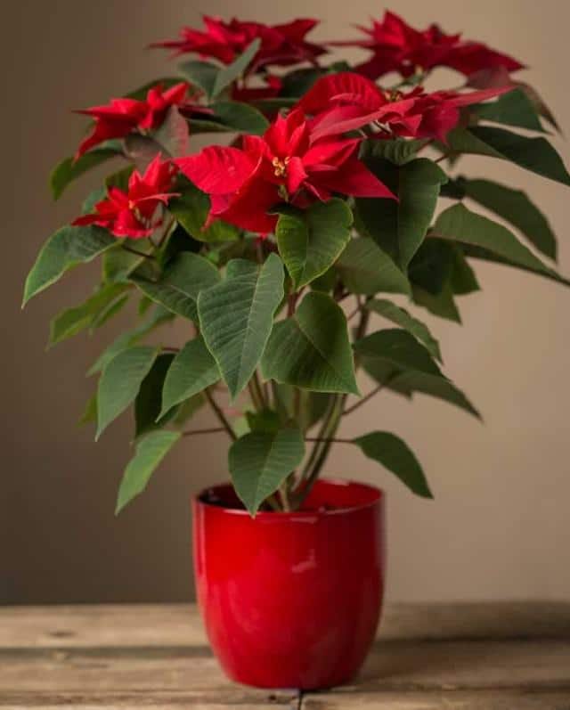 poinsettia-indoor