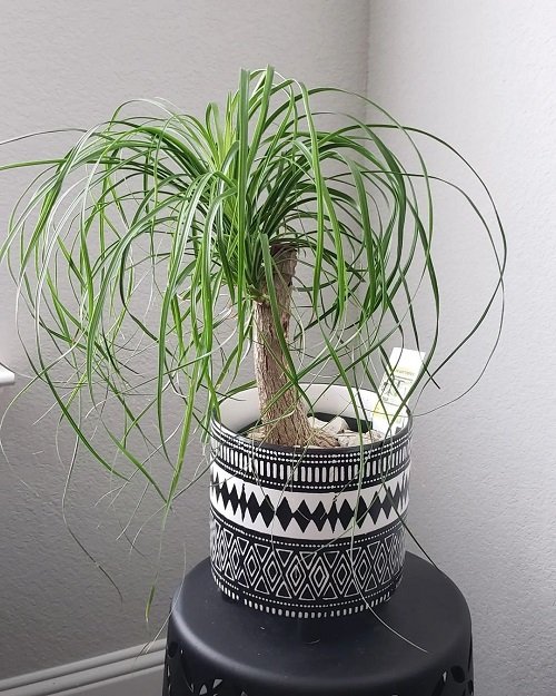 Easiest Houseplants 2