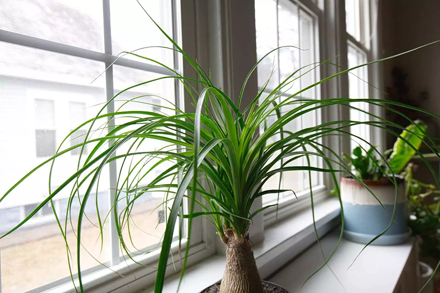 Ponytail Palm