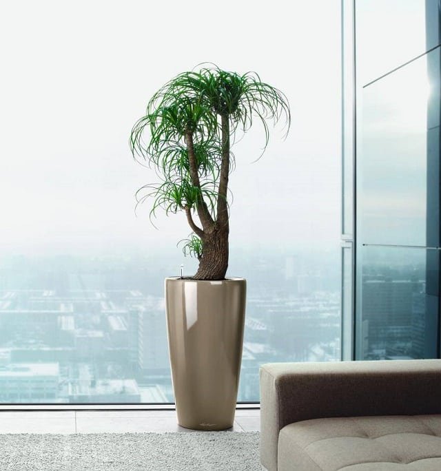 Most Beautiful Houseplants 20