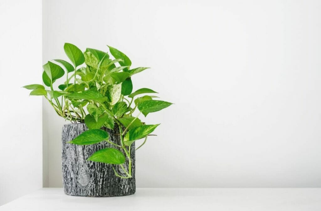 Pothos Plants