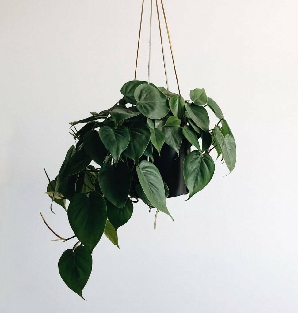 Pothos Plants Meaning and Symbolism