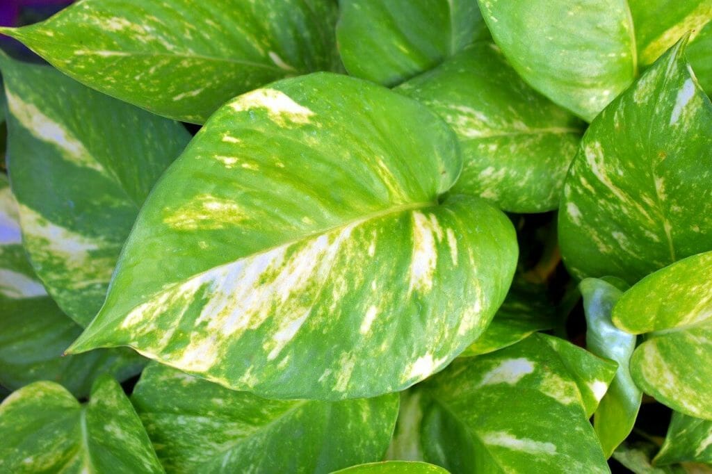 Pothos Plants Pest and Disease Considerations