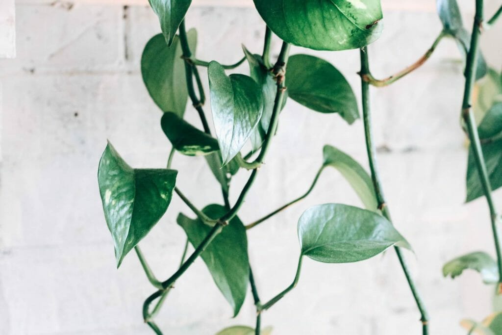 Pothos Plants Uses and Benefits