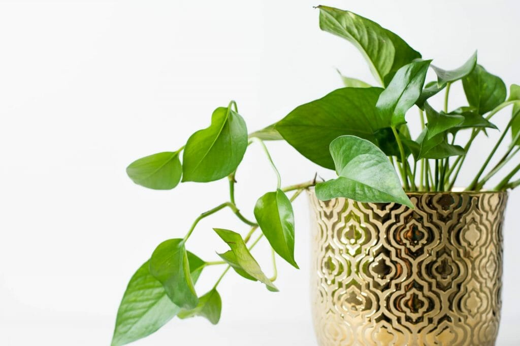 Pothos vs. Philodendron