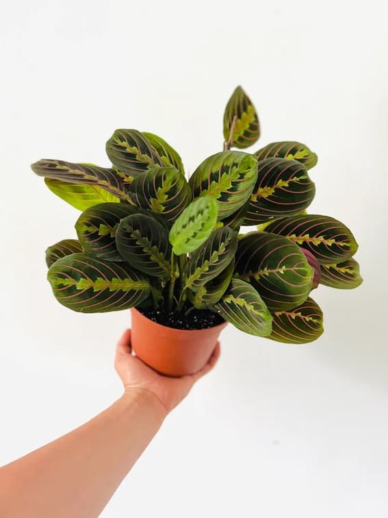 Prayer Plant (Maranta leuconeura)