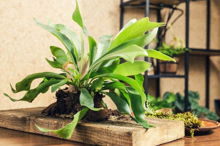 Rd Staghorn Fern Gettyimages 1321318531 Jvedit