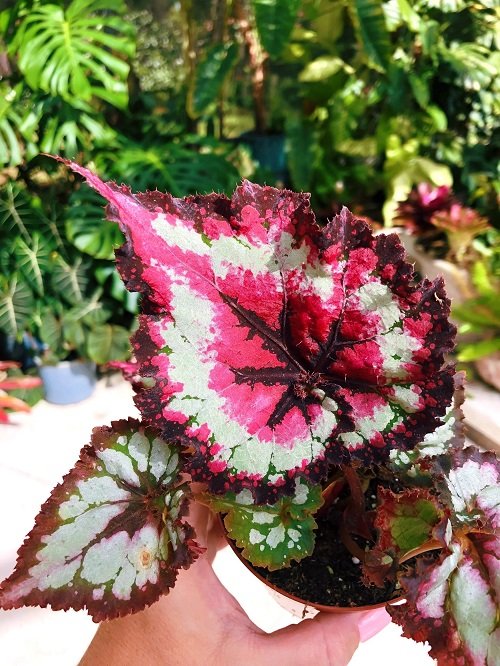 The best varieties of pink begonias 14