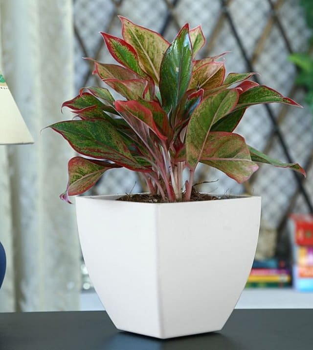 Most Beautiful Houseplants 4