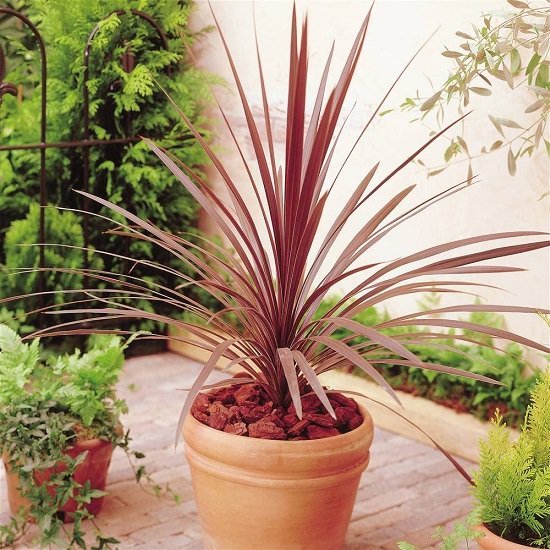 Red Indoor Plants 6