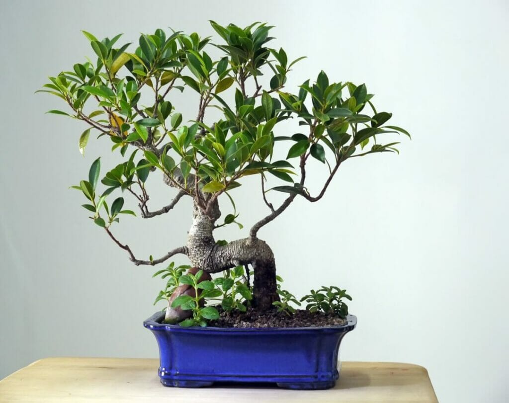 Retusa Bonsai (Ficus retusa)
