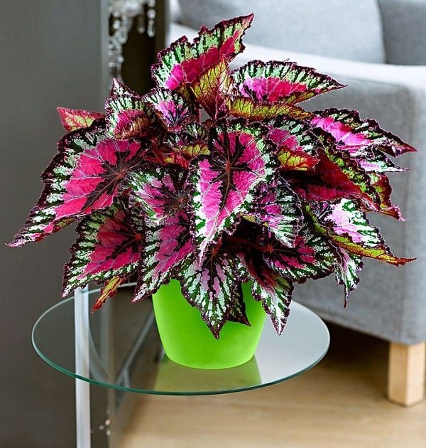 Rex Begonia