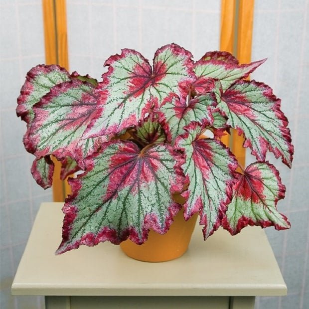 Most Beautiful Houseplants 26