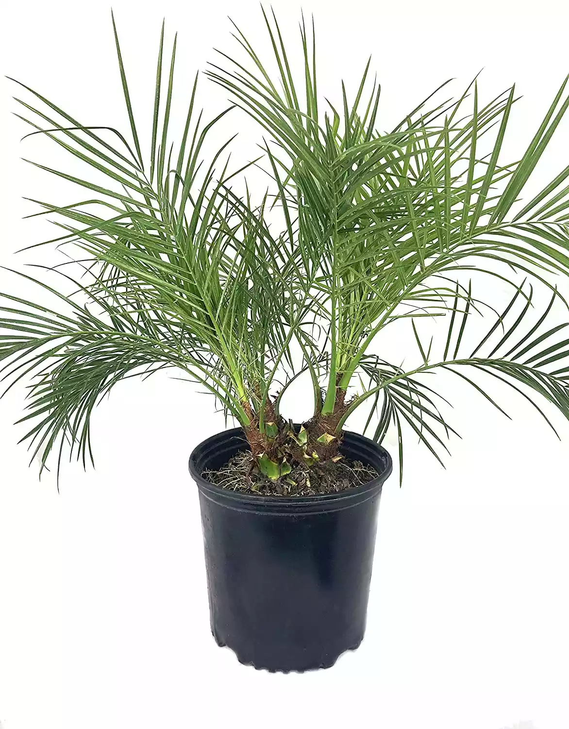 Robellini Pygmy Date Palm