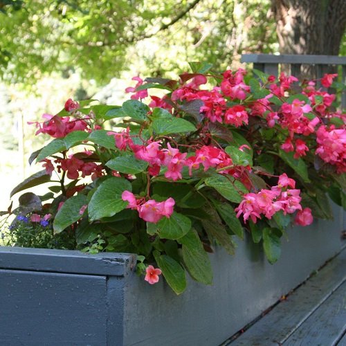 The best varieties of pink begonia 4