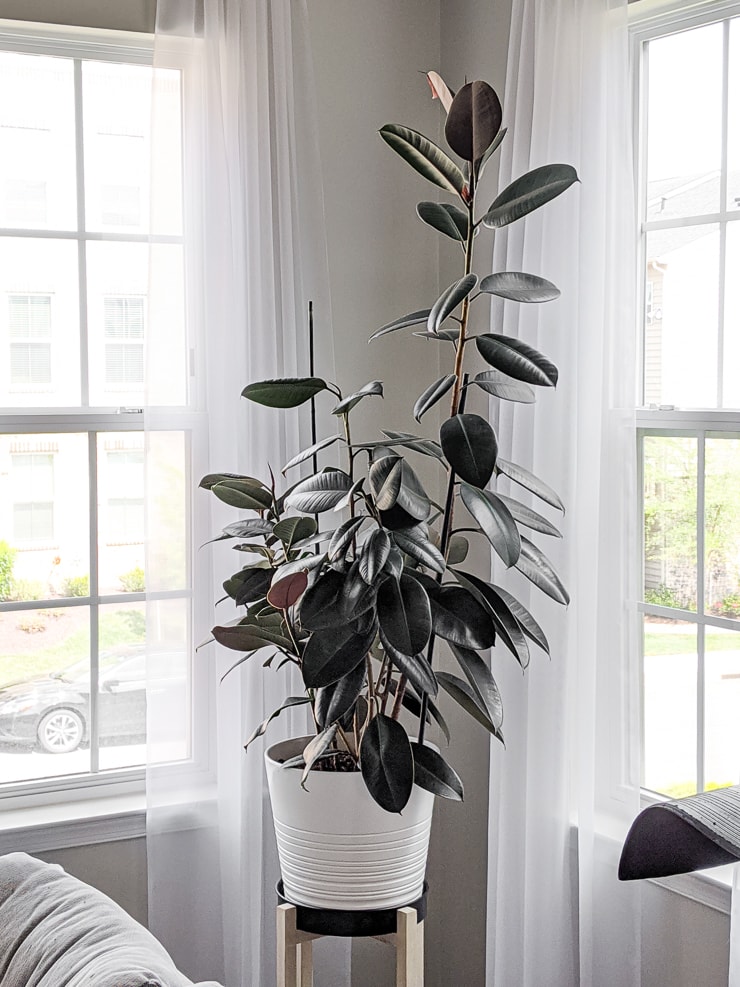 How to care for the glossy, gorgeous rubber plant, aka ficus elastica