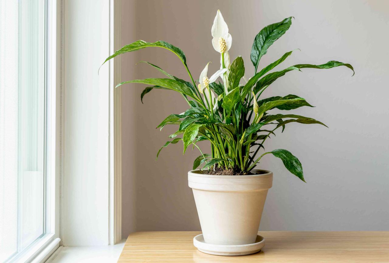 How to Grow and Care for Variegated Peace Lily 'Domino'