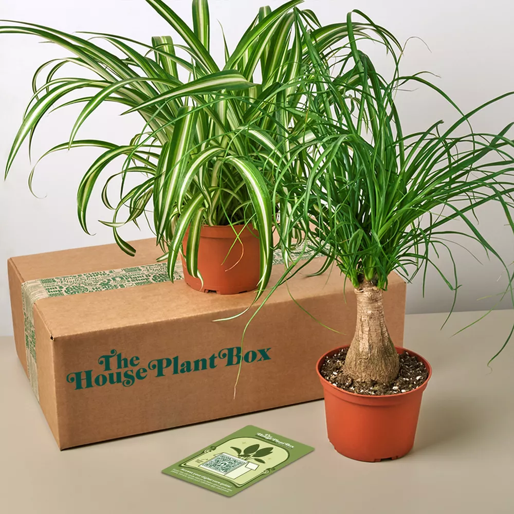 The House Plant Box