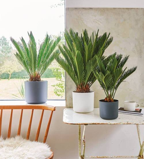 Seasonal Houseplants 7