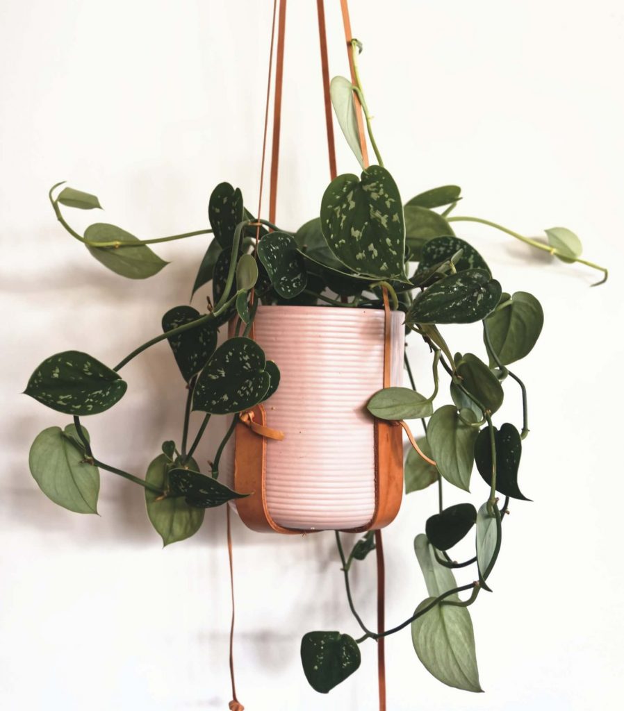 Satin Pothos Plants