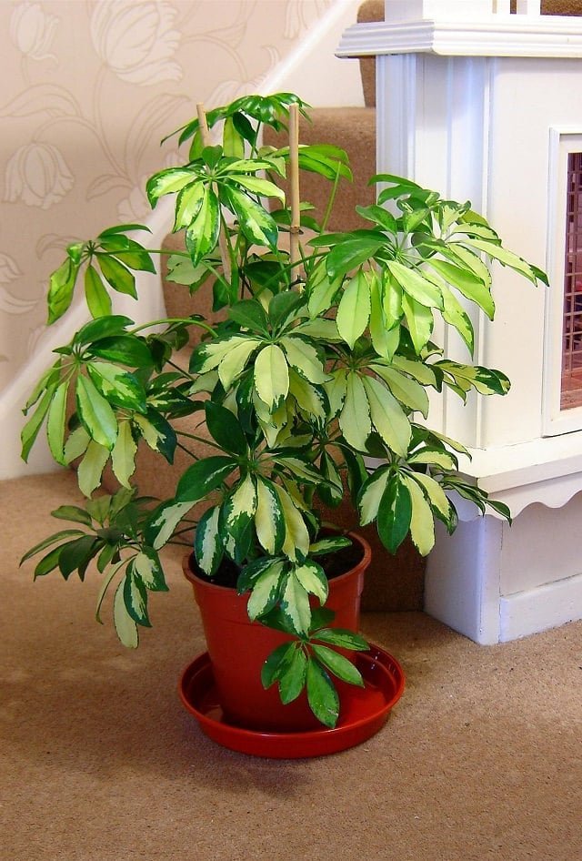 Most Beautiful Houseplants 30