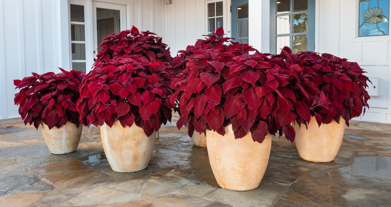 Culture Report: Coleus 'Main Street Beale Street' - Greenhouse Product News