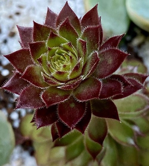 Best Variegated Succulents 2