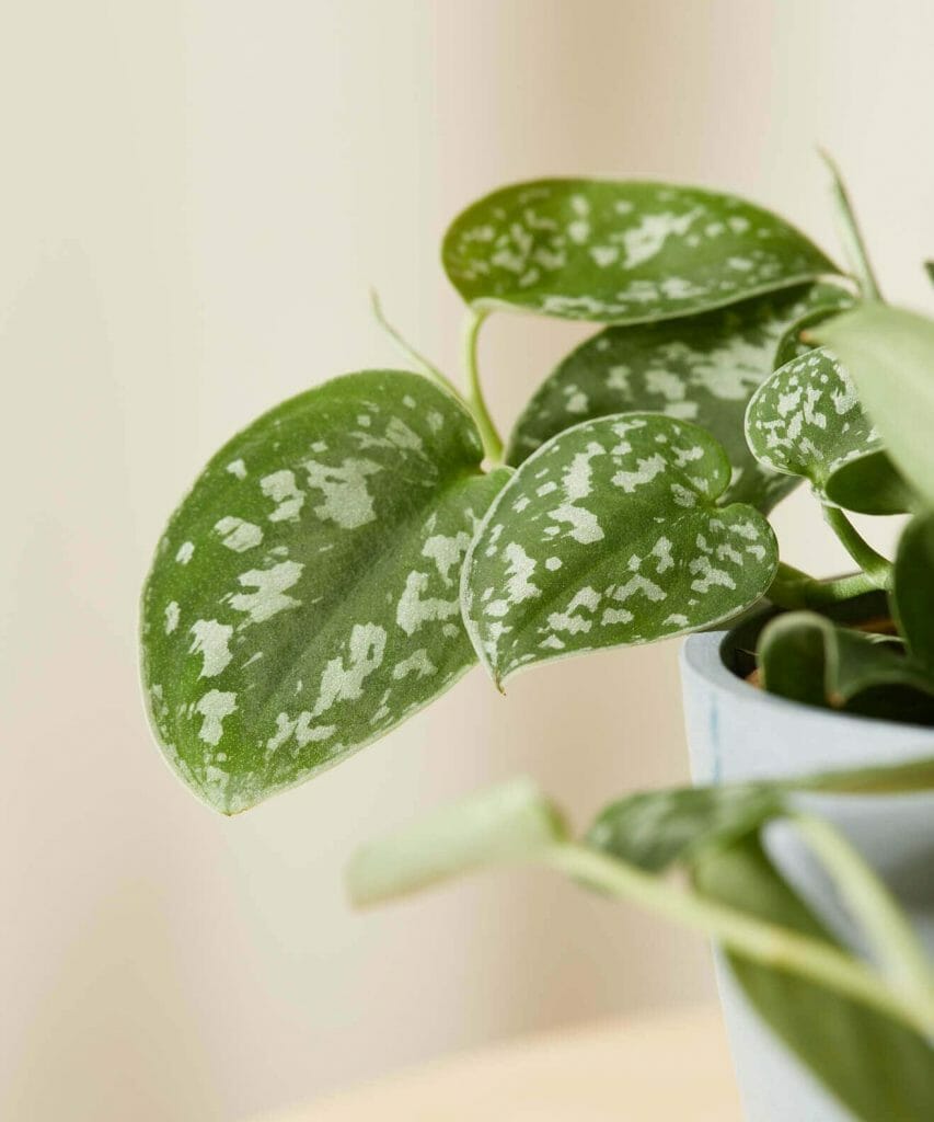 Silver Pothos from Bloomscape