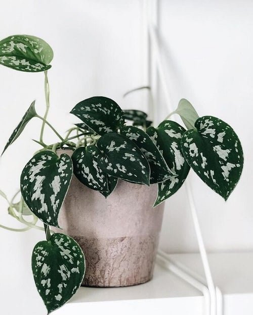 Beautiful Houseplants with Patterns 6