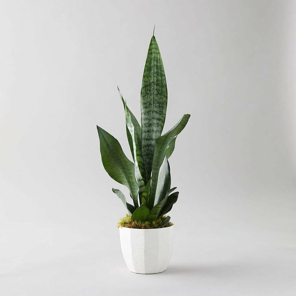 How to plant snake plants