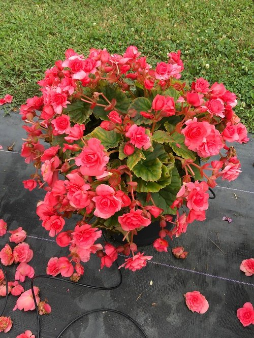 The best varieties of pink begonia 2