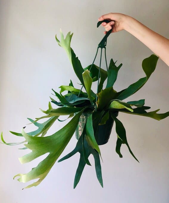 Staghorn Fern (Platycerium bifurcatum)