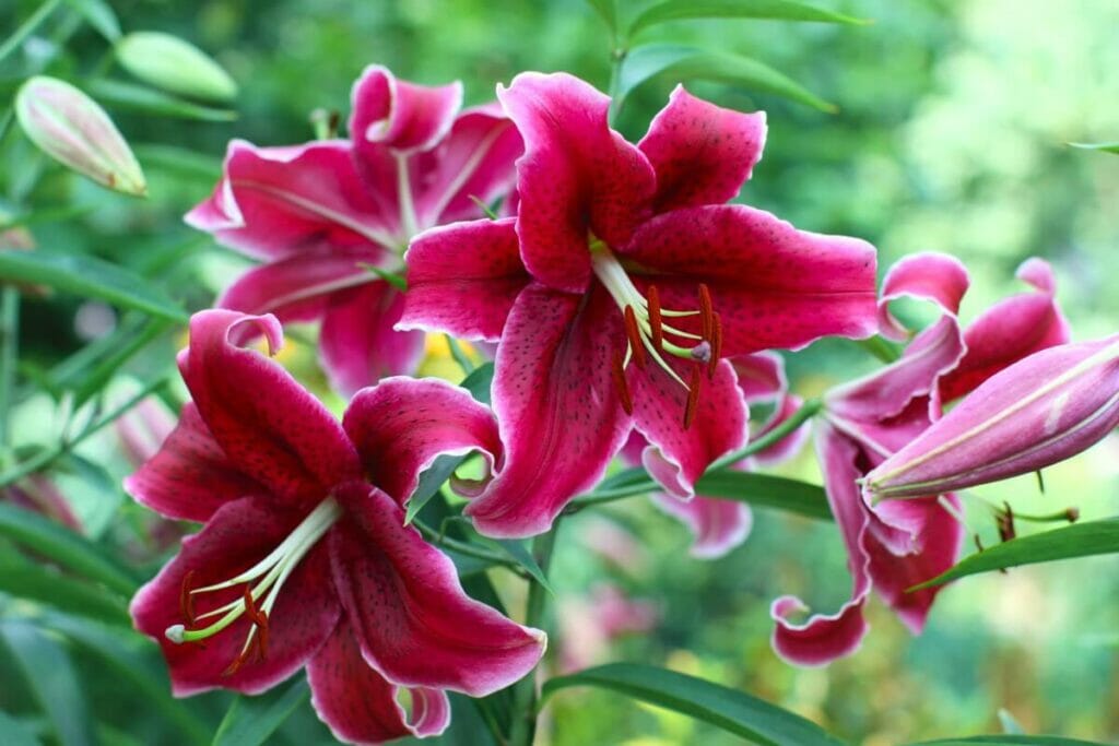 Stargazer Lilies