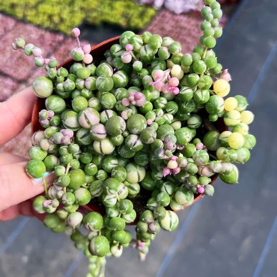 String of Pearls (Senecio rowleyanus)