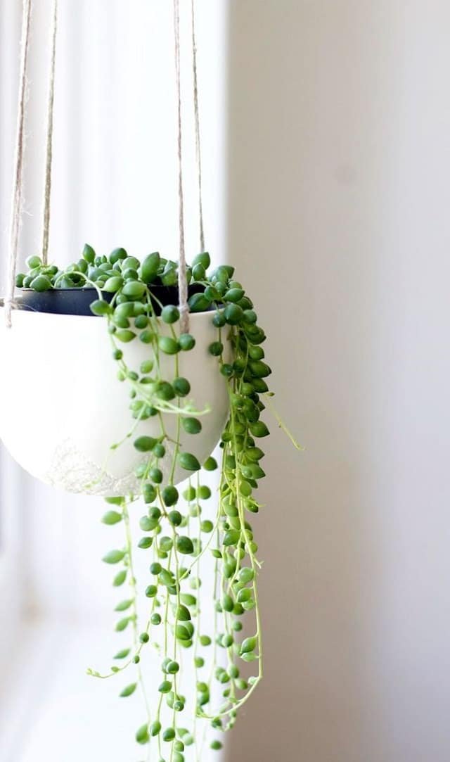 Most Beautiful Houseplants 40