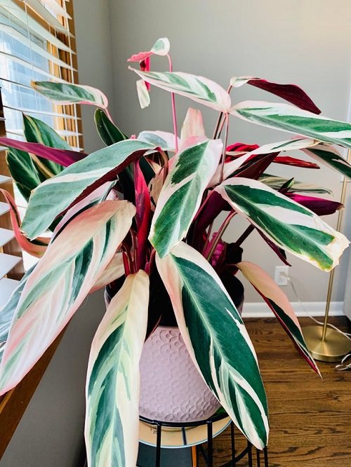 Variegated indoor plants