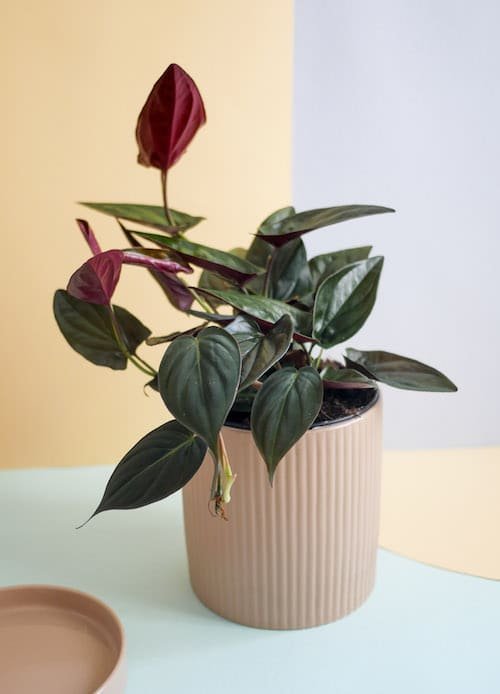 Houseplants that Look Like Pothos 6