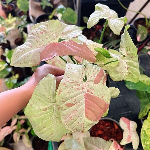 pink syngonium varieties 66